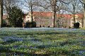 Scilla   012